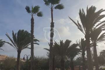 Poda y limpieza de las palmeras de Salinetas y Clavellinas/TA.